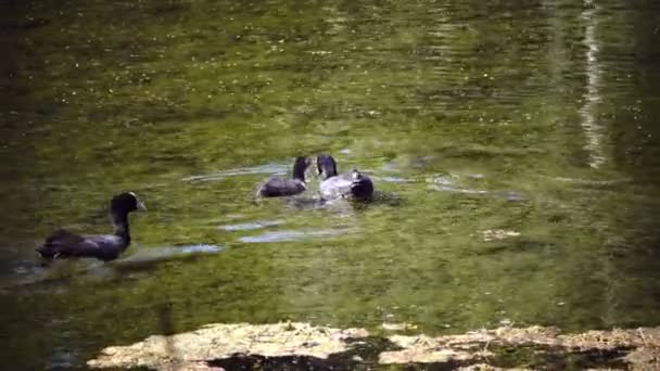 Garganey 铲 querquedula 是一个小的涉足鸭漂浮在水中, 并潜入阳光明媚的一天 — 图库视频影像