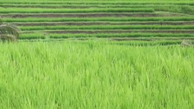 pirinç teras ve palmiye ağaçları Dağı'nın ve çiftçilerin ev görüntüleri. Bali. Endonezya