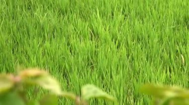 pirinç teras ve palmiye ağaçları Dağı'nın ve çiftçilerin ev görüntüleri. Bali. Endonezya