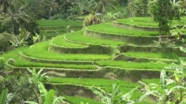 pirinç teras ve palmiye ağaçları Dağı'nın ve çiftçilerin ev görüntüleri. Bali. Endonezya
