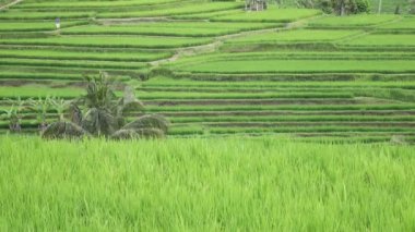 pirinç teras ve palmiye ağaçları Dağı'nın ve çiftçilerin ev görüntüleri. Bali. Endonezya