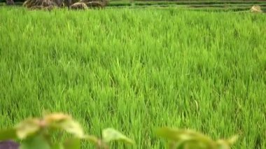 pirinç teras ve palmiye ağaçları Dağı'nın ve çiftçilerin ev görüntüleri. Bali. Endonezya
