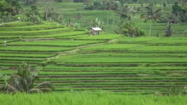pirinç teras ve palmiye ağaçları Dağı'nın ve çiftçilerin ev görüntüleri. Bali. Endonezya