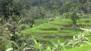 pirinç teras ve palmiye ağaçları Dağı'nın ve çiftçilerin ev görüntüleri. Bali. Endonezya