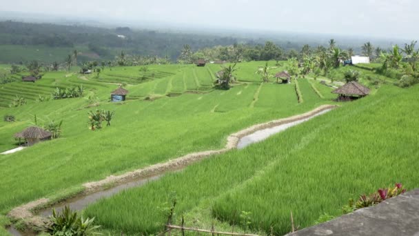 Съемка на рисовой террасе и пальмах гор и дома фермеров. Бали. Индонезия — стоковое видео
