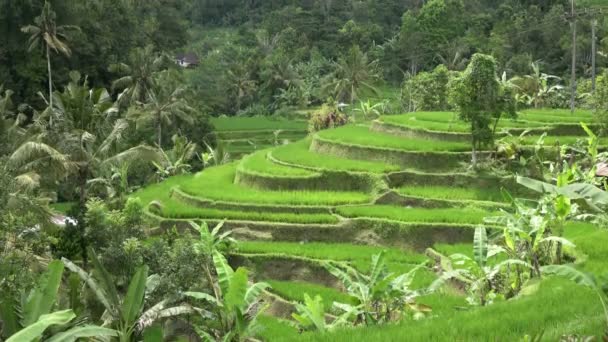 Beeldmateriaal over rijst terras en palm bomen berg en huis van boeren. Bali. Indonesië — Stockvideo