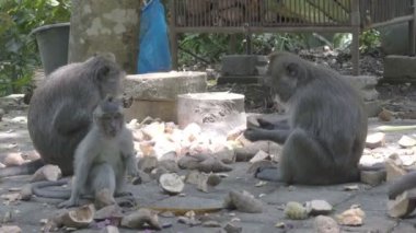 Yengeç yiyen makak, Macaca fascicularis, ayrıca uzun kuyruklu maymun, Sangeh Maymun Ormanı Bali olarak da bilinir.