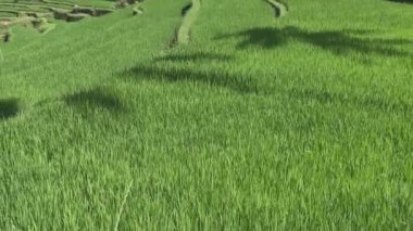 pirinç teras ve palmiye ağaçları Dağı'nın ve çiftçilerin ev görüntüleri. Bali. Endonezya