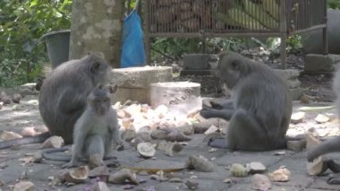 Yengeç yiyen makak, Macaca fascicularis, ayrıca uzun kuyruklu maymun, Sangeh Maymun Ormanı Bali olarak da bilinir.
