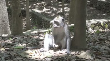 Yengeç yiyen makak, Macaca fascicularis, ayrıca uzun kuyruklu maymun, Sangeh Maymun Ormanı Bali olarak da bilinir.