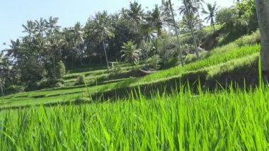 pirinç teras ve palmiye ağaçları Dağı'nın ve çiftçilerin ev görüntüleri. Bali. Endonezya