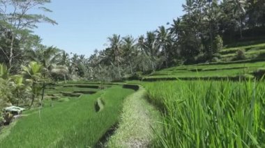 pirinç teras ve palmiye ağaçları Dağı'nın ve çiftçilerin ev görüntüleri. Bali. Endonezya