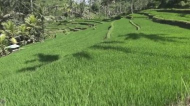 pirinç teras ve palmiye ağaçları Dağı'nın ve çiftçilerin ev görüntüleri. Bali. Endonezya
