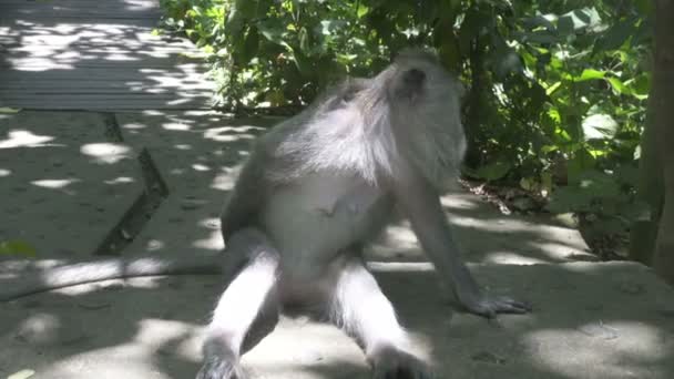 Крабоедный макак, Macaca fascicularis, также известный как длиннохвостый макак, Sangeh Monkey Forest Bali — стоковое видео