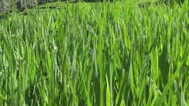 Footage over rice terrace and palm trees of mountain and house of farmers . Bali. Indonesia — Stock Video