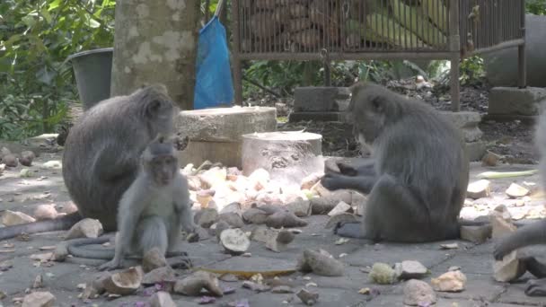 Den krabbätande makaken Macaca fascicularis, även känd som den långstjärtade makaken Sangeh Monkey Forest Bali — Stockvideo