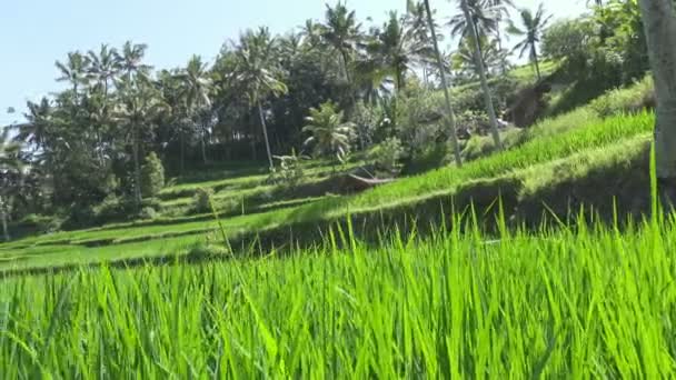 Pirinç teras ve palmiye ağaçları Dağı'nın ve çiftçilerin ev görüntüleri. Bali. Endonezya — Stok video