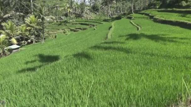 Stopáž přes rýžové terasy a palm stromy hory a dům zemědělců. Bali. Indonésie — Stock video