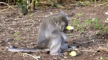 Uzun kuyruklu makak da bilinen Yengeç yiyen makak, Macaca fascicularis,