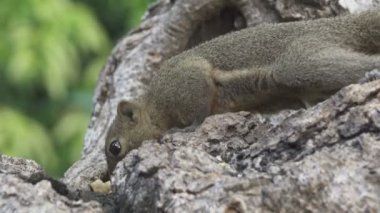 Bir ağaçta oturuyor ortak treeshrew yiyor fındık