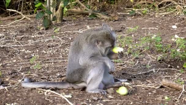 Krab jíst makaků, Macaca fascicularis, také známý jako dlouho ocasem makak — Stock video