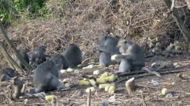 Uzun kuyruklu makak da bilinen Yengeç yiyen makak, Macaca fascicularis,