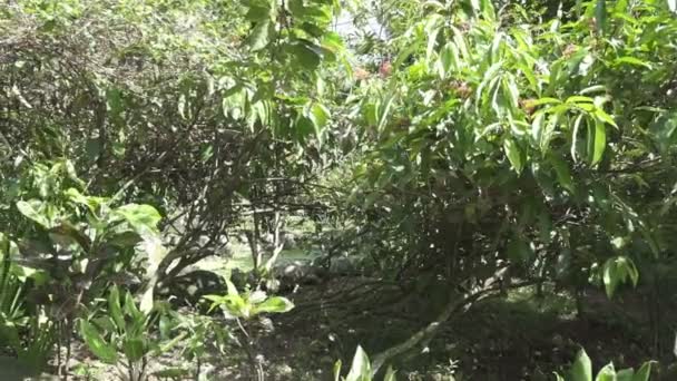 Bali Butterfly Park.La cámara se mueve en el parque al día soleado — Vídeo de stock