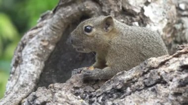 Bir ağaçta oturuyor ortak treeshrew yiyor fındık