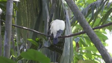 Avustralya ördekgiller güvercin Columba leucomela kolda palmiye arasında tıraşlama bırakır