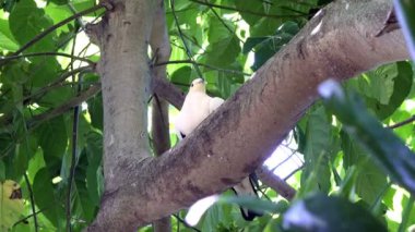Avustralya ördekgiller güvercin Columba leucomela kolda palmiye arasında tıraşlama bırakır