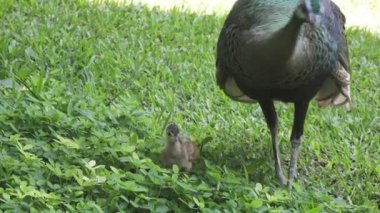 Yavru bir kuş ile peacock
