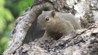 Bir ağaçta oturuyor ortak treeshrew yiyor fındık