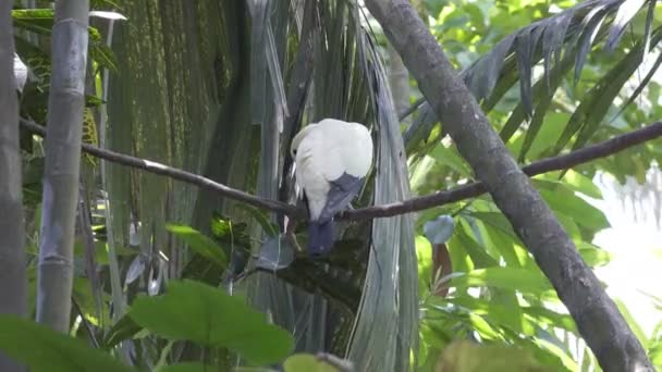 Paloma de cabeza blanca australiana Columba leucomela posada en ramas entre hojas de palmera — Vídeos de Stock