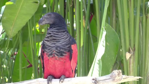 Pesquets perroquet Psittrichas fulgidus, également connu sous le nom de perroquet vulcain — Video