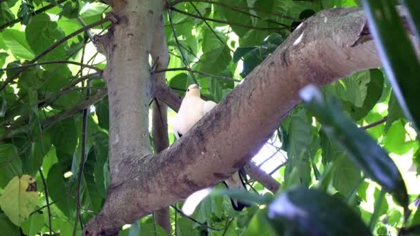 Pombo de cabeça branca australiano Columba leucomela poleiro em ramos entre folhas de palmeira — Vídeo de Stock