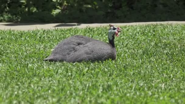 Гвінейський курячі цесарки по зеленій траві — стокове відео