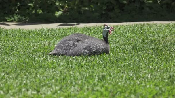 Guinea fowl Guinean chicken on a green grass — Stock Video