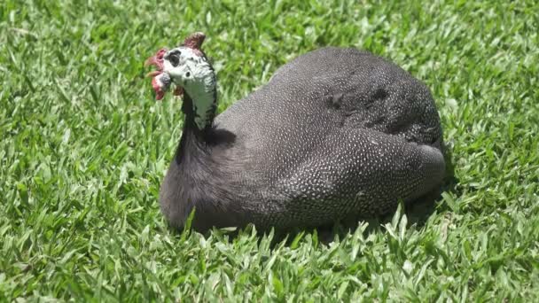 Parelhoenders Guinee kip op een groen gras — Stockvideo