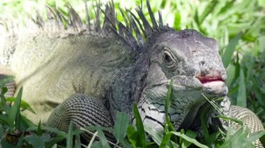 Yeşil çimenlerin üzerinde büyük yeşil iguana