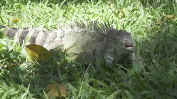 緑の芝生に大きな緑のイグアナ — ストック動画