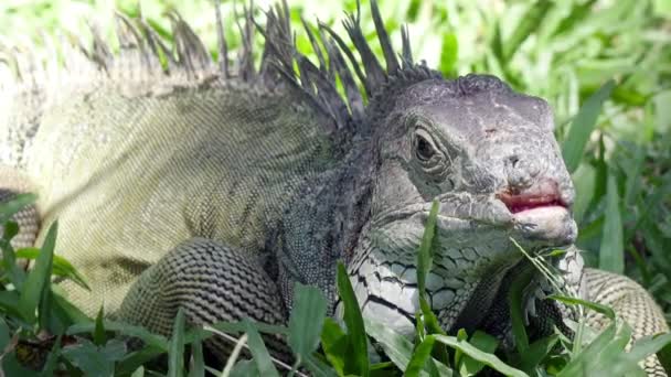 Big Green Iguana Green Grass — Stock Video