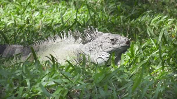 Yeşil çimenlerin üzerinde büyük yeşil iguana — Stok video