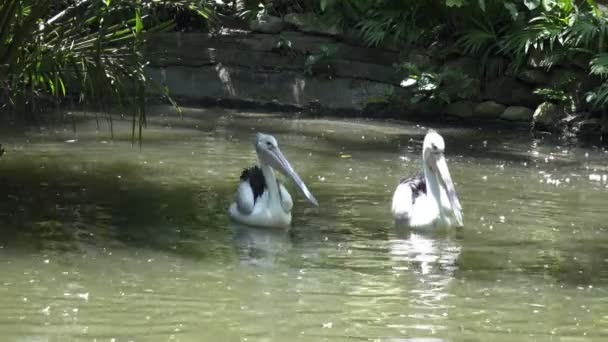 Reat Vit Pelikan Och Familjen Pelican Zoo — Stockvideo