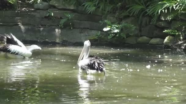 Reat pélican blanc et la famille pélican au zoo 