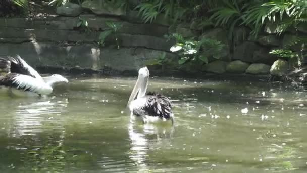 Reat Witte Pelikaan Familie Van Pelikaan Dierentuin — Stockvideo