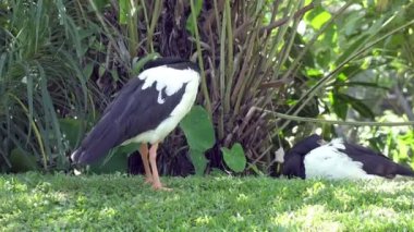 Saksağan kazı veya Anseranas semipalmata siyah ve beyaz kuş yeşil çimenlerin üzerinde