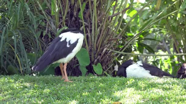 Bezpłetwiec Lub Anseranas Semipalmata Czarno Biały Ptak Zielonej Trawie — Wideo stockowe