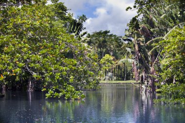 mauritius doğası. göl ve tropikal ağaçlar