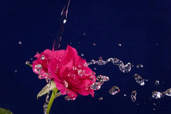 Rose Splashes Water Fly — Stock Photo, Image