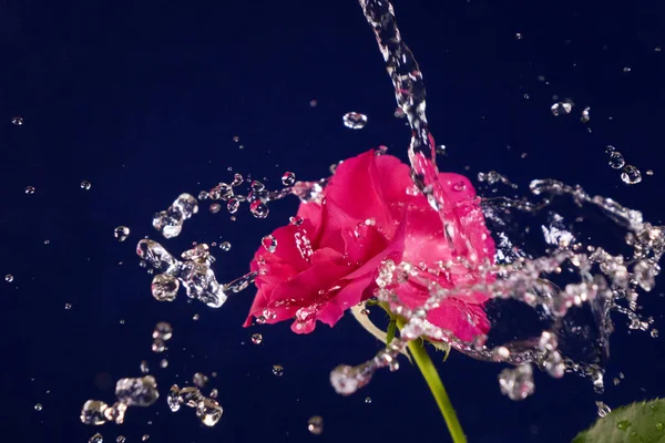 Rosa Salpicos Mosca Água — Fotografia de Stock